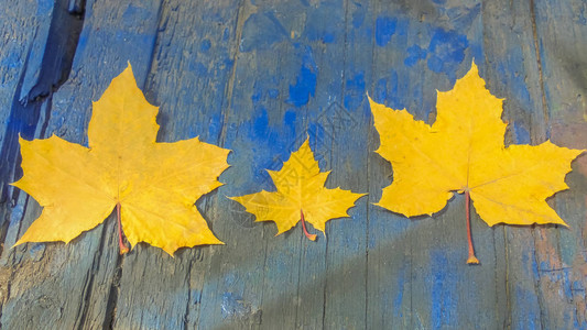 三个不同大小的明亮黄色叶子落在一个旧蓝色图片
