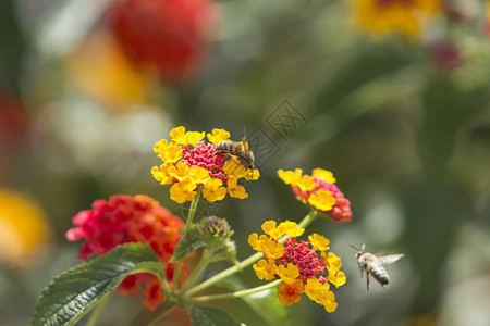 有选择地集中关注蜜蜂在阳光明媚的一天从一团小橙黄色花朵中收背景图片