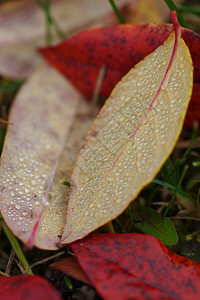 秋天落下的蓝莓叶图片
