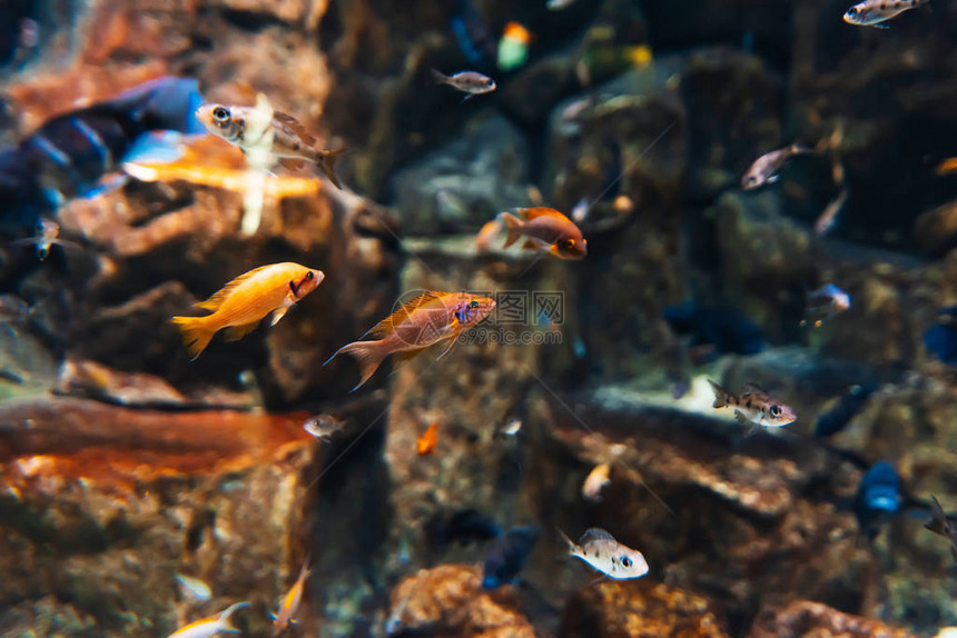 丰富多彩的热带异国鱼类在水族图片