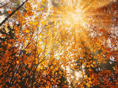 秋天背景森林有橡木树和青蓝背景图片