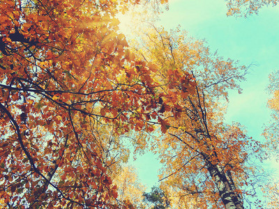 有橡木红色黄叶子的秋天背景森林图片