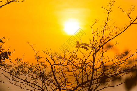 树枝穿过夕阳夏日夕阳海景观图片