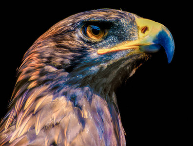 绘画风格黑色背景中一只孤立的独傲鹰的美术彩色头颅肖像图片