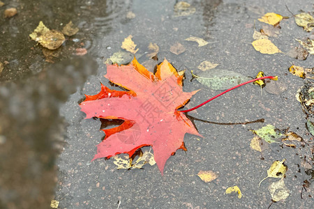 水坑中的红枫叶秋天和多雨的天气主题图片