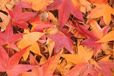 分散的五颜六色的红色橙色和黄色秋天枫叶背景秋天的颜色季图片