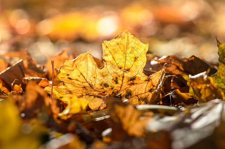 落日余下的秋叶背景上的秋叶图片