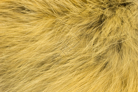 红毛狐狸羊毛纹理天然动物羊毛背景黄色毛皮纹图片