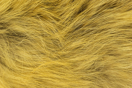 红毛狐狸羊毛纹理天然动物羊毛背景黄色毛皮纹图片