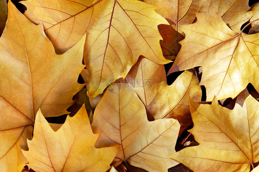 秋天从树上掉下来后金图片