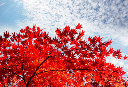 秋天季节的黄叶多彩近距离拍摄适图片