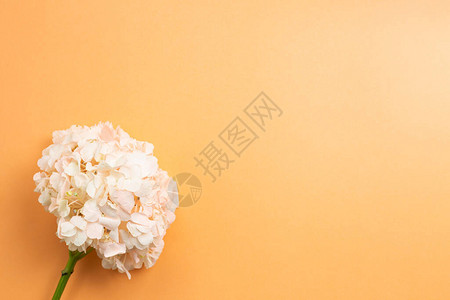 橙色背景的新鲜粉红花朵Floral构成顶视图图片