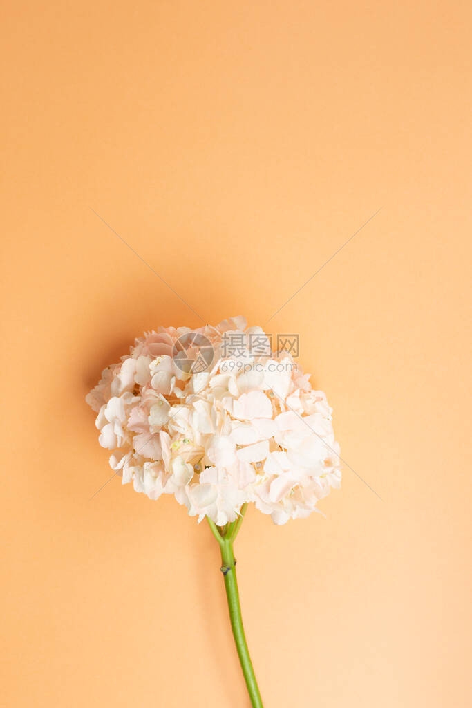 橙色背景的新鲜粉红花朵顶视图图片