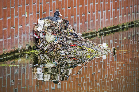 在用树枝和垃圾筑巢的穴上对一个城市池塘中的夸高清图片
