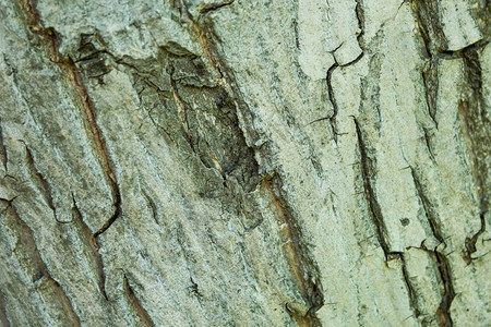 树皮纹理木质材料木材表面图片