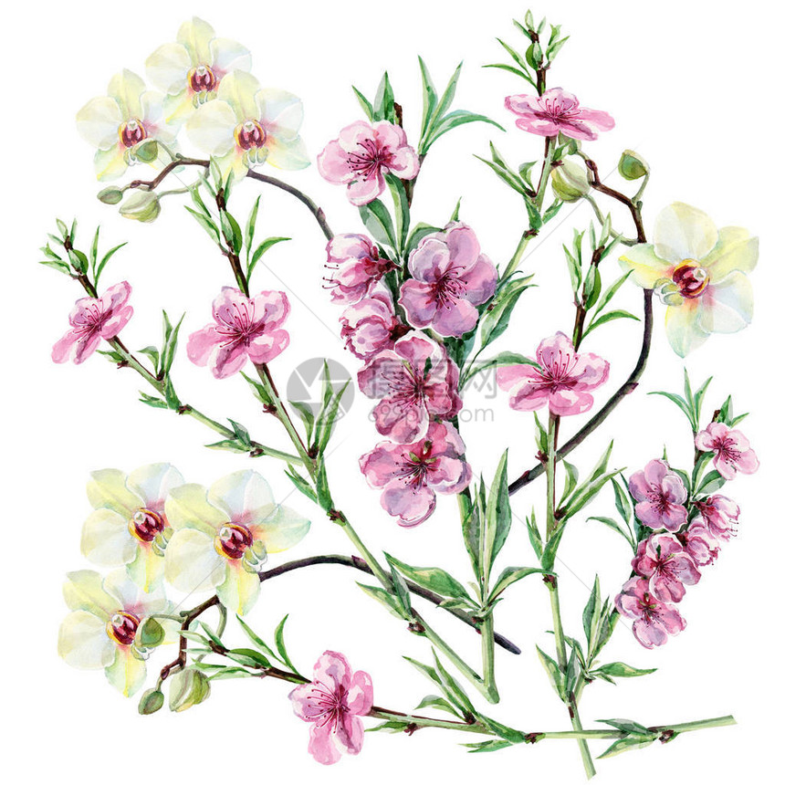 水彩花桃与白色兰花束的插图图片