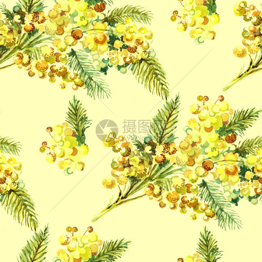 水彩春花束黄底的米莫萨香草图片
