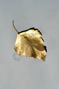 灰色纸背景上的金色叶子图片
