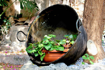 花园中一个用地可开锅的旧图片