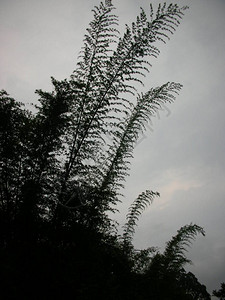 雨天研究绿色灌木图片