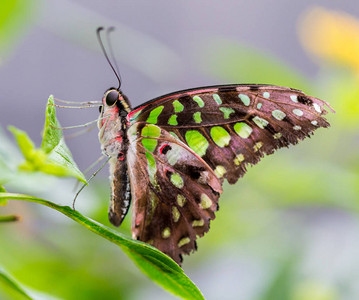 是一种以绿色和黑色为主的热带蝴蝶图片