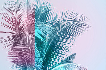 热带树叶以生机勃的梯度背景Trindyneon色图片