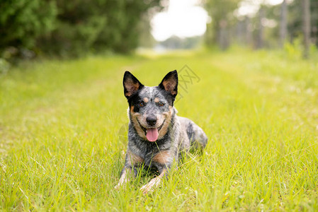 澳洲小牛狗蓝西犬在一条小乡村公路上图片