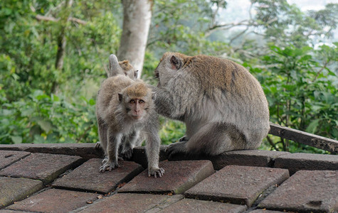 观察世界森林和丛林中野猴子的行为和习惯图片