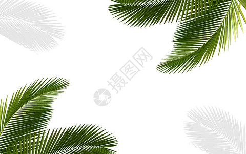 在背景抽象图案纹理上的白色孤立有树叶椰子绿色的森林自然创造布局图片