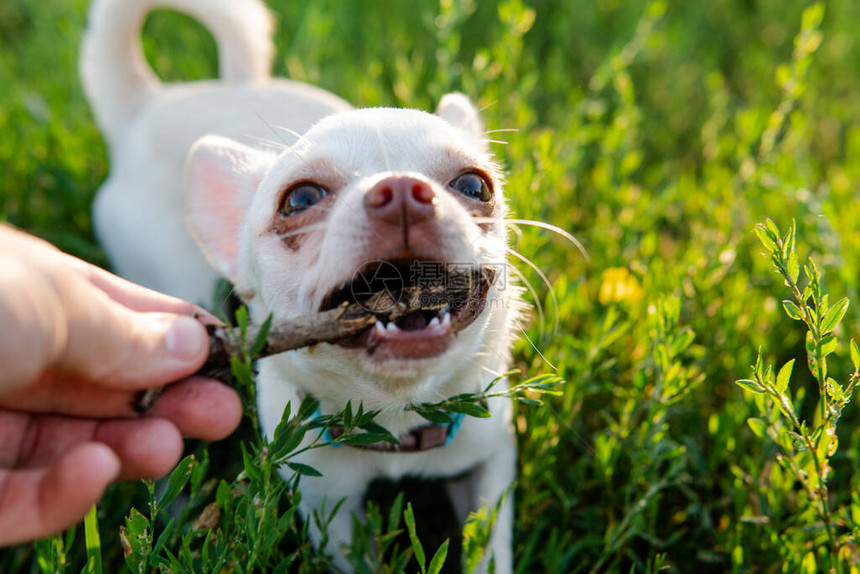 白色的吉娃狗小和照顾家犬图片