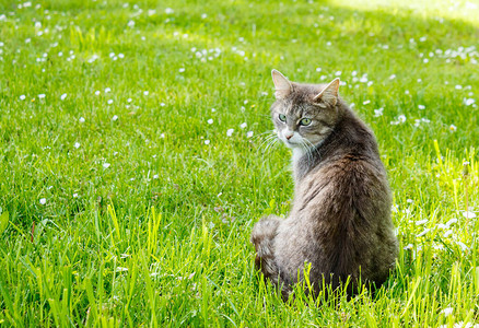 美丽的灰猫在阳光明媚的夏日坐在图片