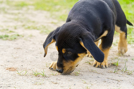 Dachshund小狗散步和探险图片