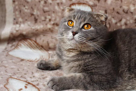 灰色苏格兰折叠猫背景图片