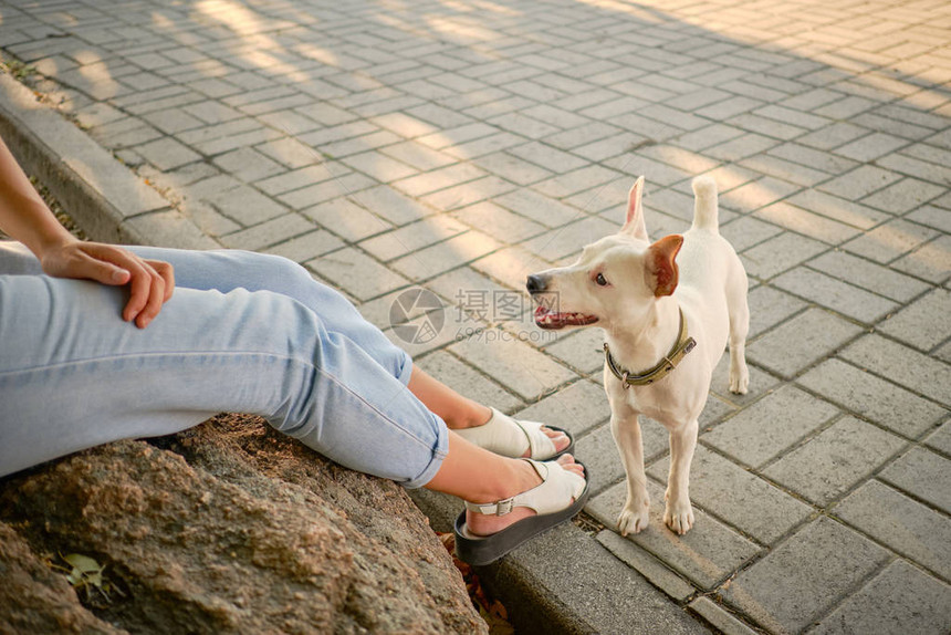 一只精力充沛的狗帕森罗素梗犬在一个项圈里玩耍图片