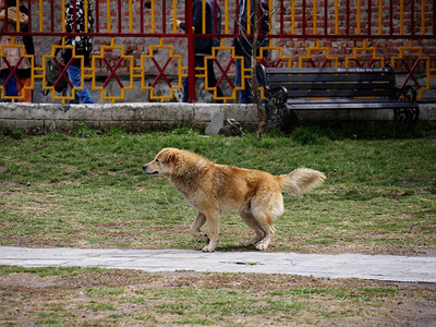 在公园的人行道上散步的棕色狗图片