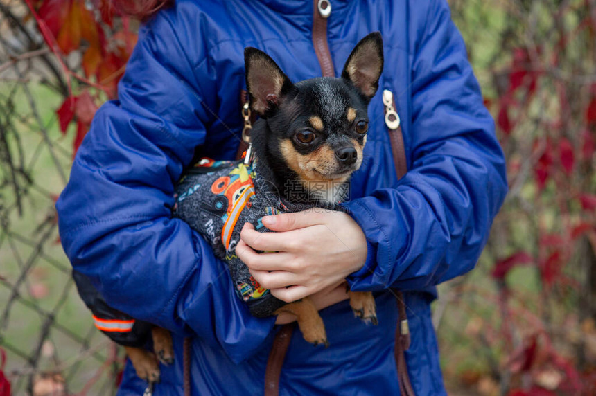 女孩手中的小狗吉娃吉娃狗在他的的怀里在背景上秋天穿着衣服的吉娃黑棕白图片