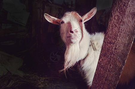谷仓中成年山羊在谷仓的一个空旷地区图片