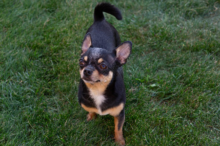 一只黑色和棕褐色的纯种吉娃狗小站在户外的草地上背景图片