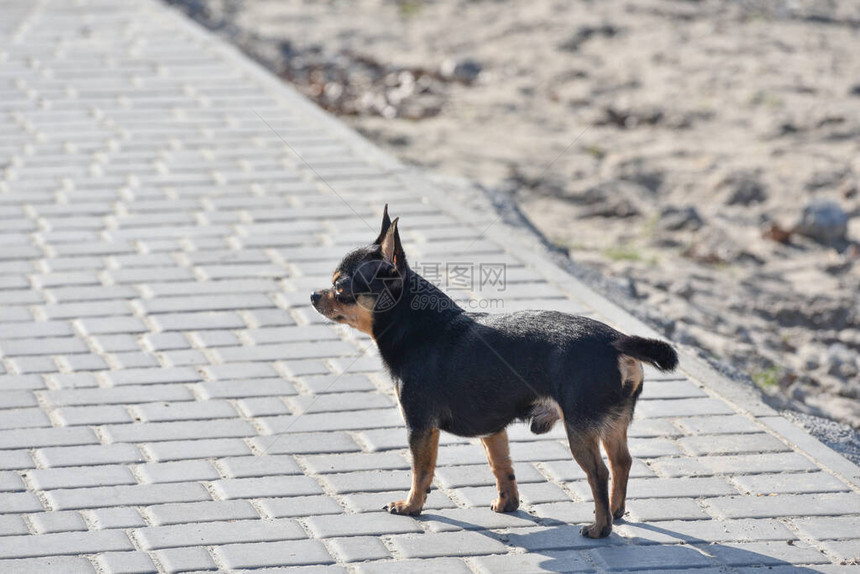 宠物狗走在街上吉娃狗散步吉娃黑色棕色和白色可爱的小狗在散步花园里或公园里的狗整洁的狗吉娃图片