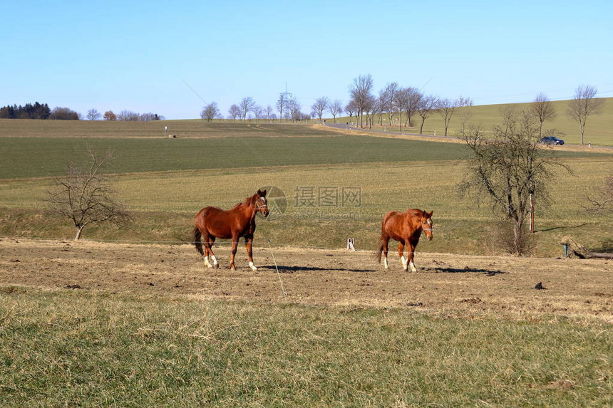 在草地上自由奔跑的棕马图片