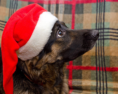 狗戴着圣诞老人的帽子图片