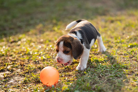 可爱的小狗猎犬在花园里打球图片