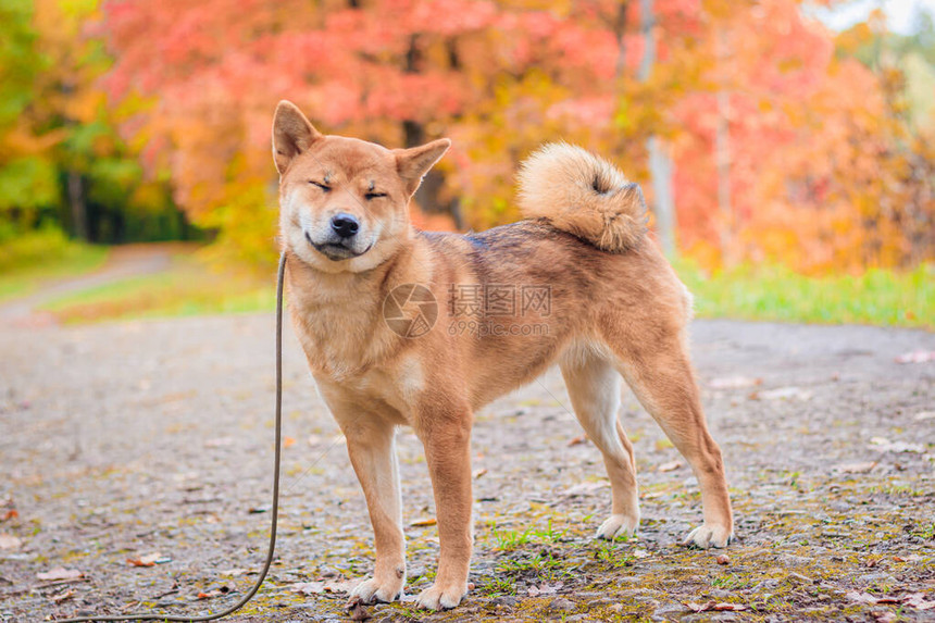 Shiba狗在秋天的公园里散步美丽的毛茸的图片