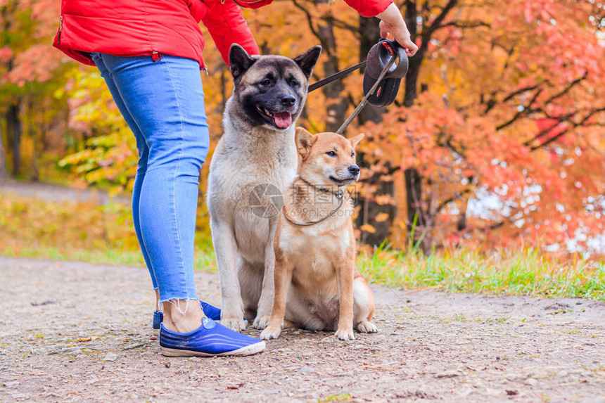 秋田和芝在公园里散步两条狗散步秋天图片