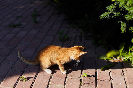 小可爱的姜小猫咪在街上玩图片
