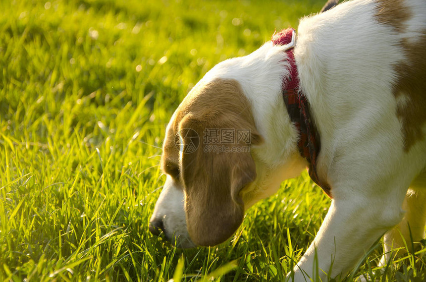 Beagle小狗在阳光明媚的夏日漫步时闻到青草味浅水有选图片