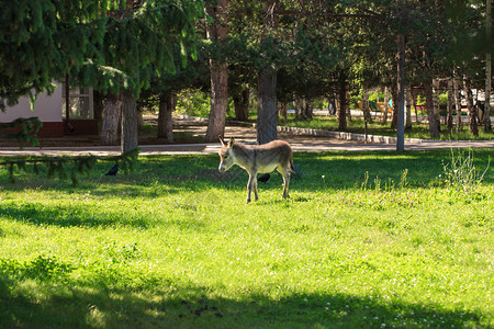小驴子在草地上绿草乡图片