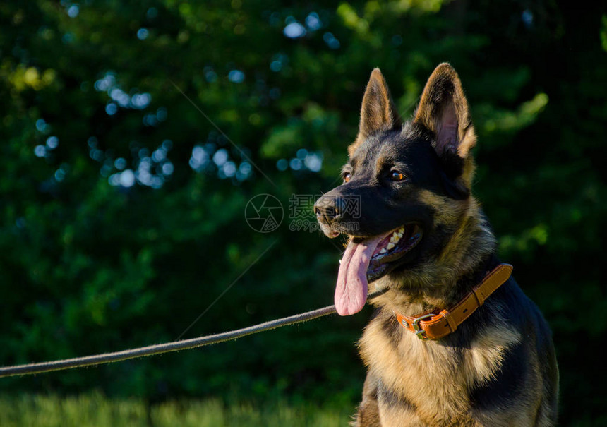 阳光下快乐的德国牧羊犬图片