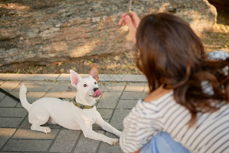 一只精力充沛的狗帕森罗素梗犬在项圈和皮带上繁殖图片