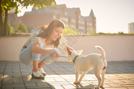 活泼的狗帕森罗素梗犬在项圈中与他漂亮的主人在绿色公园的小巷里玩木棍一只棕色耳朵的白色小狗夏季时间或秋季的开始自然宠物护背景图片